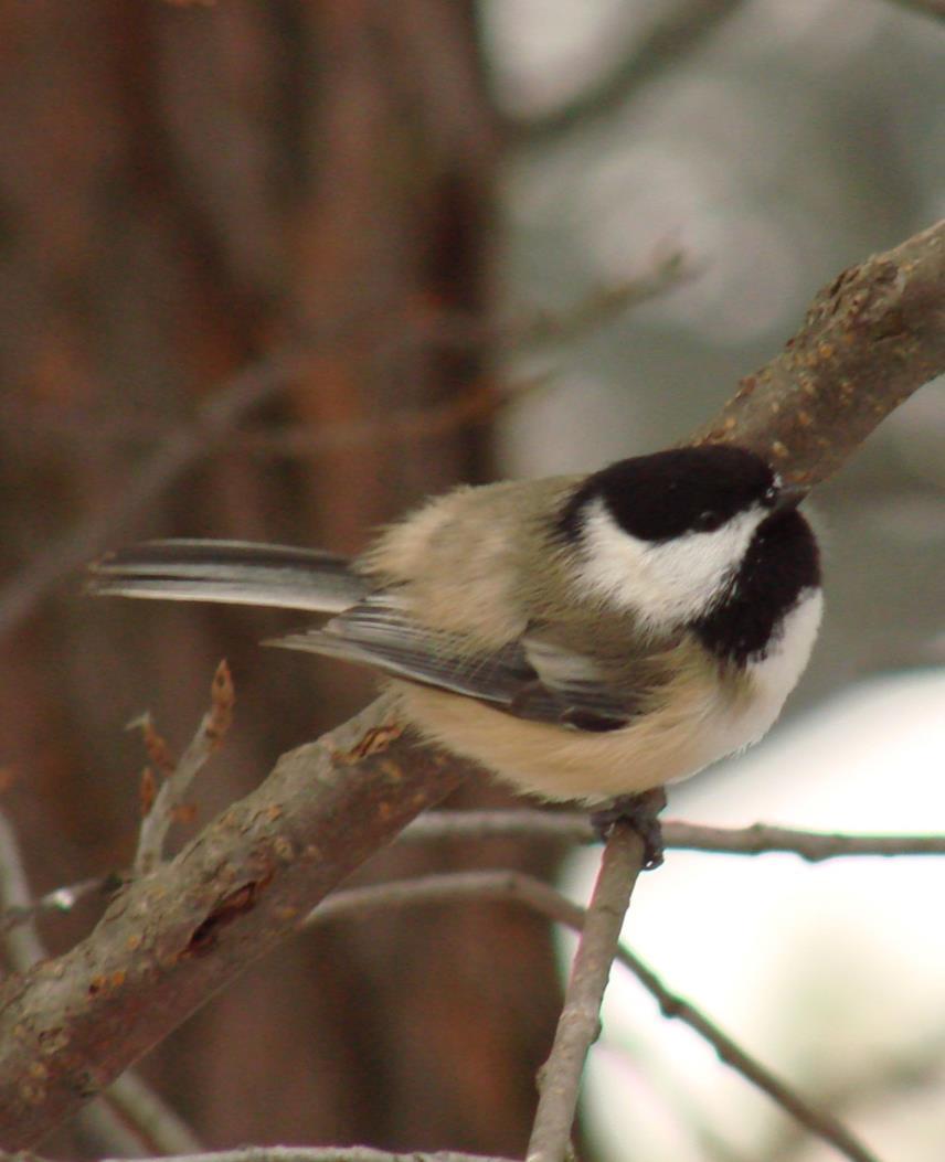 Black-capped chickadee Poecile atricapillus Paridae family (Chickadees)- small songbirds, often in mixed flocks searching woodlands for seeds &