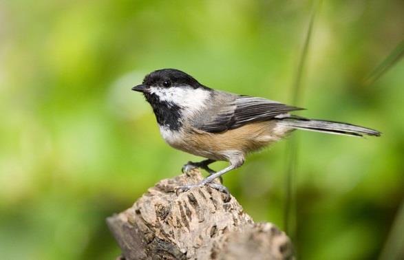 Frequents bird-feeders all black cap & throat white cheek buffy flanks white edged wing feathers Photo by Rod Gilbert habitat: Conifer and Deciduous
