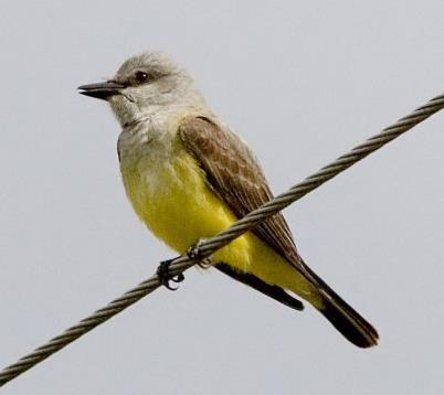 Western kingbird Tyrannus verticalis Family Tyrannidae Tyrant Flycatchers Named for habit of catching flying insects midair, usually in a short flight from a perch.