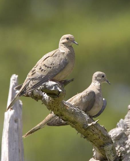 Mourning Dove Zenaida macroura Family Columbidae (Pigeons, doves): Have relatively small heads & bills & short legs.