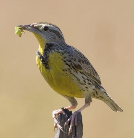 5 inches length (bill tip to tail), bright yellow underparts (often veiled in fall). Habitat: Common in shrub-steppe & grasslands. Neotropical migrant to Mexico.