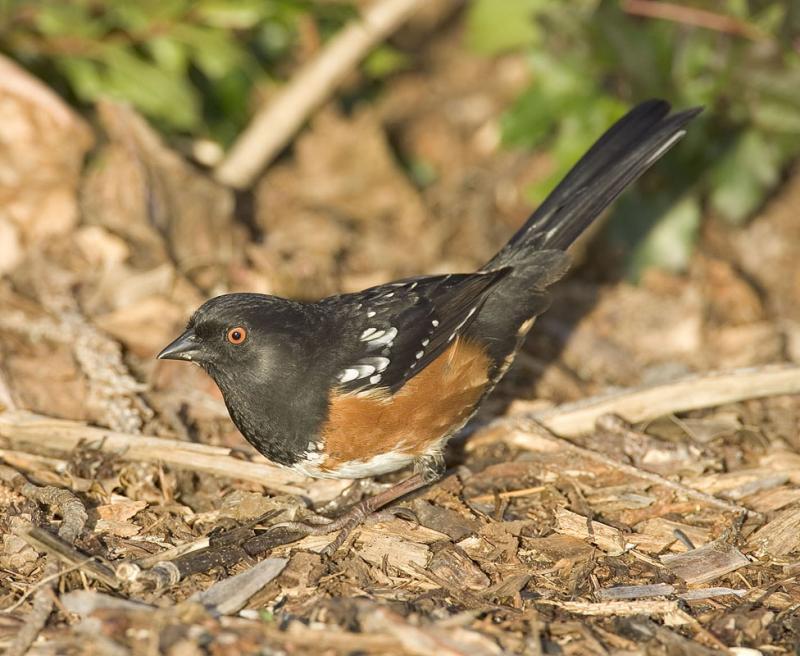Spotted towhee Pipilo maculatus Emberizidae Family- 7 genera of sparrows. Mostly small, brown, streaked songbirds. All have short conical bills.