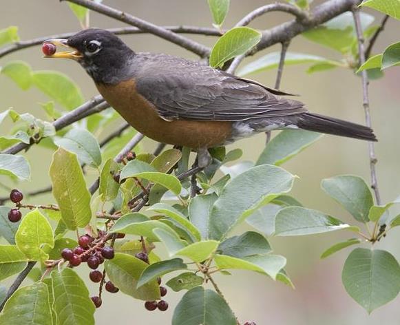 American Robin Turdus migratorius Turdidae (Thrush) Family: Songbirds with short, blunt tipped bills, relatively long legs. Feed on insects & fruits.