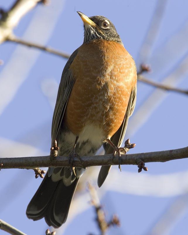 Robins are 10 inches long, tip of bill to tip of tail. Dark head, with white pattern around the eye.