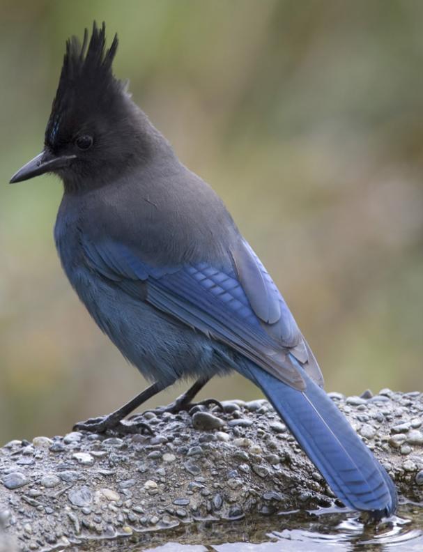 Stellar s jay Cyanocitta stelleri Jays & Crows (Corvidae Family) large, sturdy songbirds with thick bills, strong legs, & loud voices.