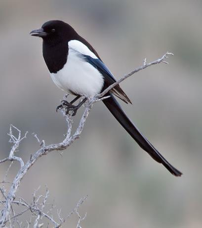 Black-billed magpie Pica hudsonia Jays & Crows (Corvidae Family) large, sturdy songbirds with thick bills, strong legs, & loud voices.