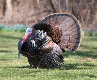 Because of the aggressive trapping and restocking efforts by state wildlife agencies, wild turkey populations have reached historical high levels in most states, including South Carolina.