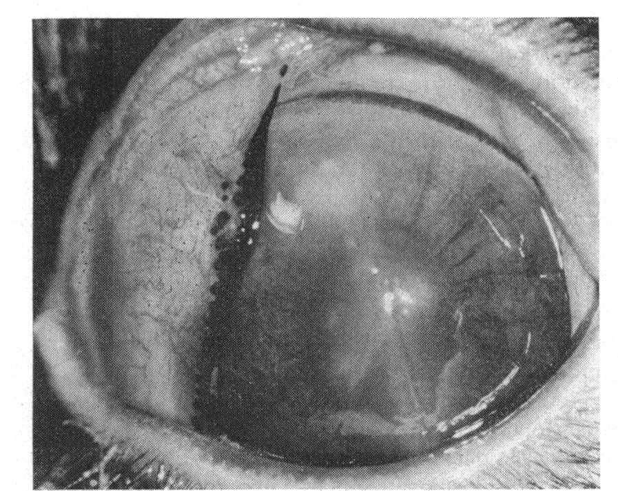 ) The eyes were examined hr after inoculation and the corneal lesions graded from o to +5 according to their size and density as follows: o No effect + Up to per cent of the cornea affected + -66 per