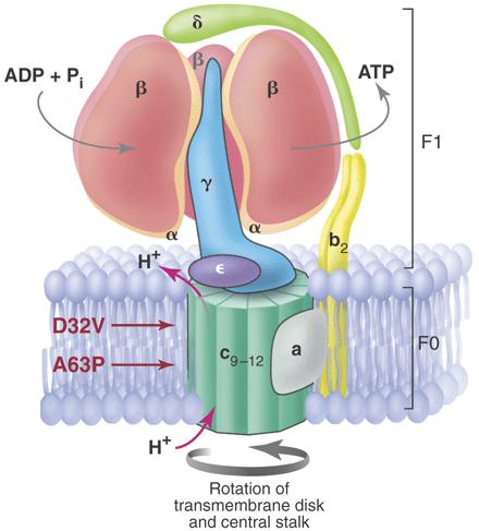 ATP Synthase (cible du R791) Diarylquinoline : R791 (TMC7) Inhibition of ATP synthase Subunit c (atpe) 1 Andries et al.