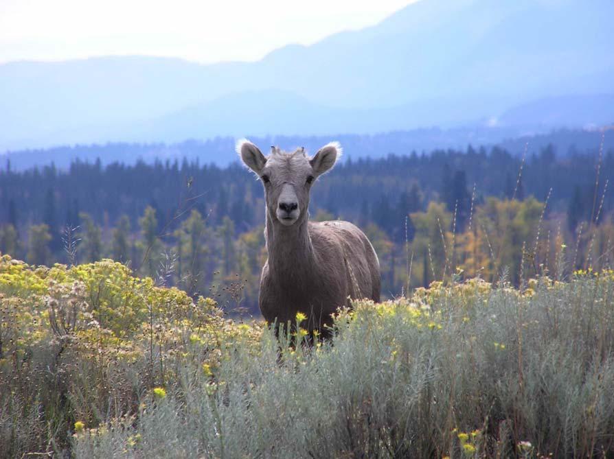 1 Seasonal Habitat Use and Movement Corridor Selection of Rocky Mountain Bighorn Sheep (Ovis canadensis canadensis), near Radium Hot Springs, British Columbia 2006 SEASON UPDATE By Brianna Wright