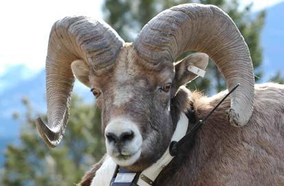 The larger groups M002 was seen in consisted mainly of adult females and YOY, whereas smaller groups (2-31 sheep) tended to consist of mainly class II and III rams.