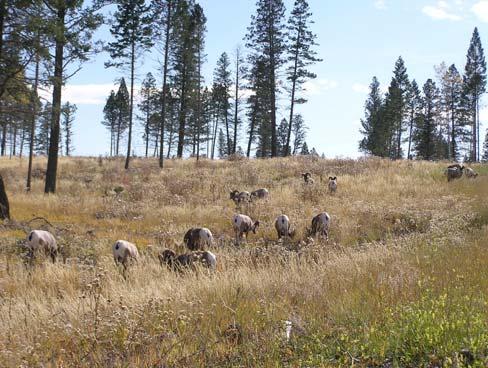 for sheep. The first site was restored in fall 2002, when the provincial block was selectively logged. Five-meter radii were cut around larger veteran trees, which were left in place.