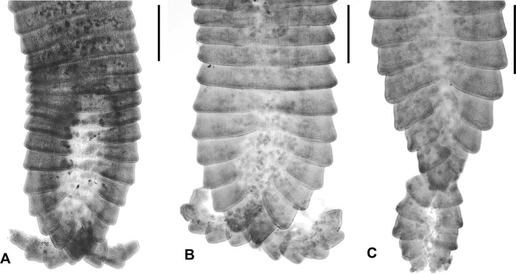850 THE JOURNAL OF PARASITOLOGY, VOL. 99, NO. 5, OCTOBER 2013 FIGURE 3. Hymenolepis bicauda n. sp.