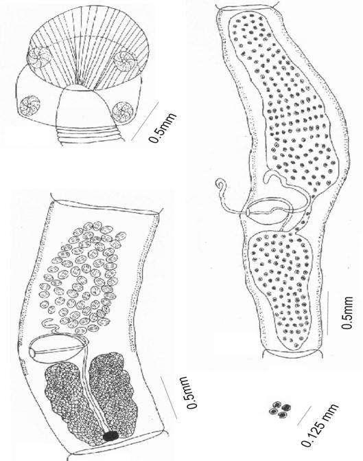 Pathan and Bhure 019 a c d b Figure 3. Camera Lucida figure of Tylocephalum damodarae n. sp. (5) scolex (6) mature proglottid (7) gravid proglottid (8) eggs. from T.