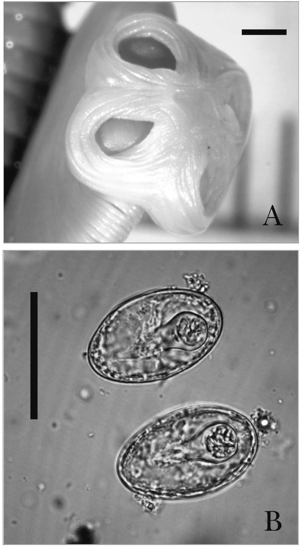 122 Voitto Haukisalmi Fig. 3. Anoplocephaloides indicata from Tapirus indicus. A scolex in apical view (Thailand). Scale bar = 1.0 mm. B eggs (Thailand). Scale bar = 0.