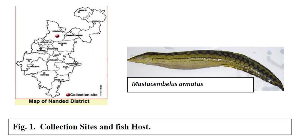 MATERIALS AND METHODS During the course of study on helminth parasites of freshwater fishes, Forty Seven cestode parasites were collected from Thirty Five specimens of Mastacembelus armatus