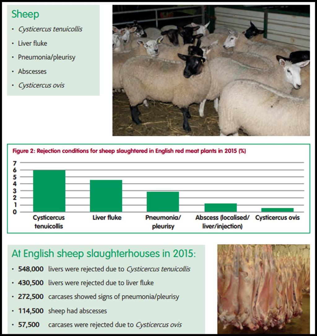 Sheep carcasses rejections in English meat plants 2015 Image 2: Causes of sheep carcasses rejection at meat