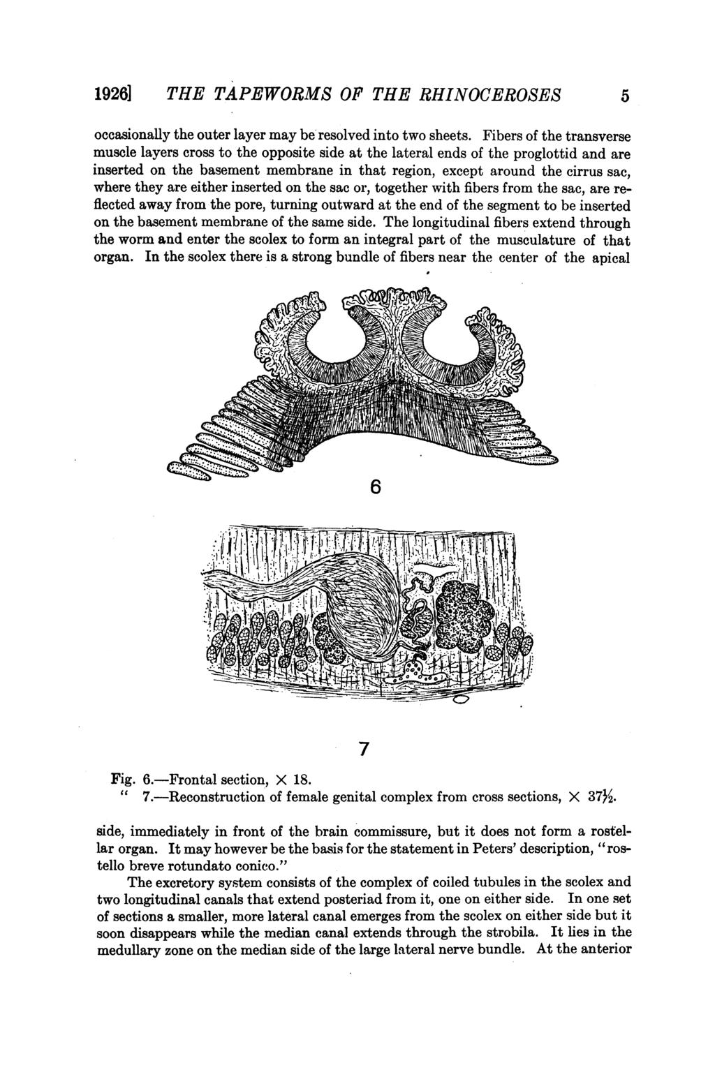19261 THE TAPEWORMS OF THE RHINOCEROSES 5 occasionally the outer layer may be resolved into two sheets.