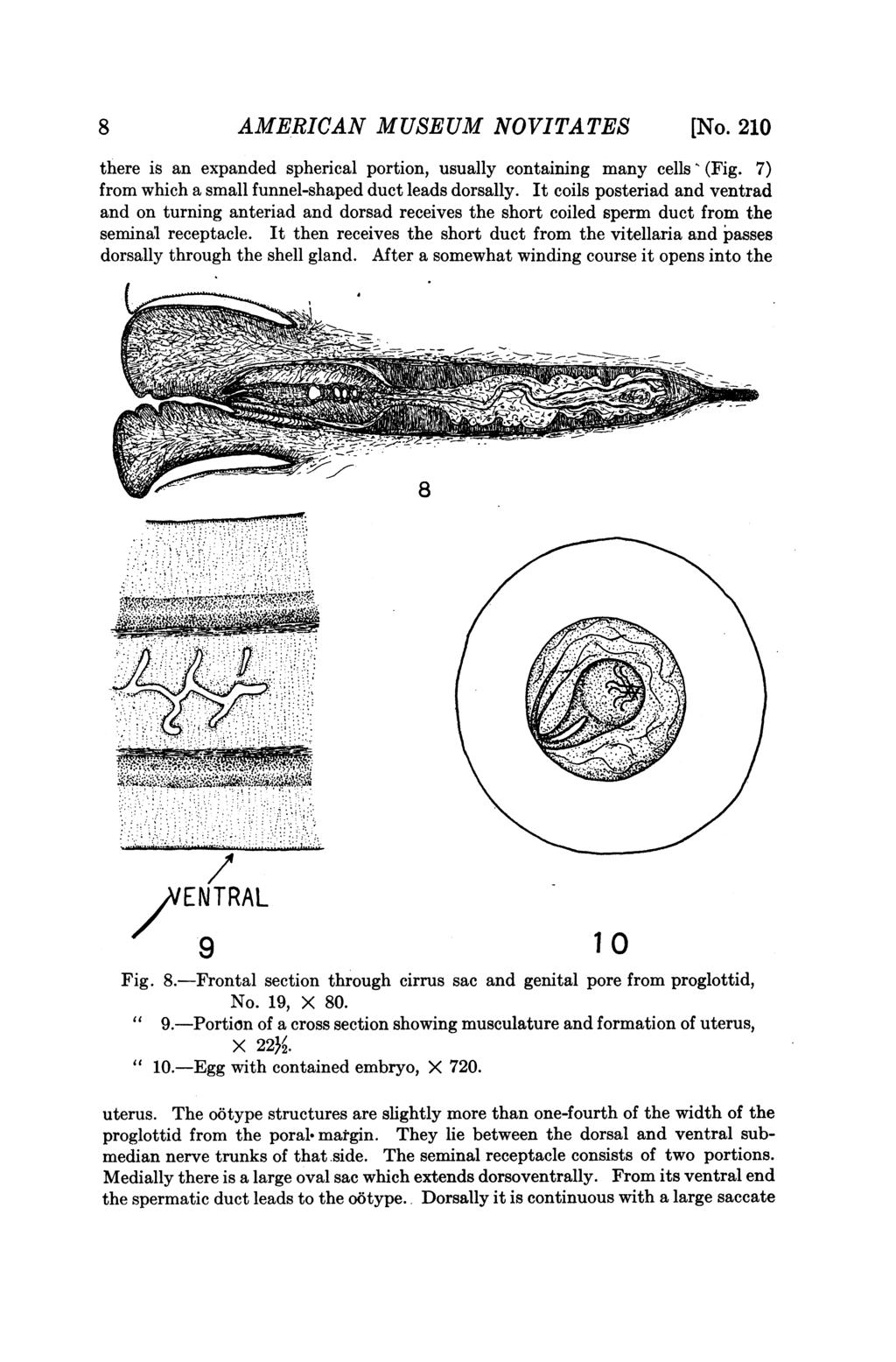 8 AMERICAN MUSEUM NOVITATES [No. 210 there is an expanded spherical portion, usually containing many cells' (Fig. 7) from which a small funnel-shaped duct leads dorsally.