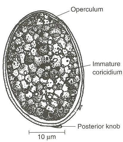 center of proglottid 14Nov--23 NM Kaplan 22 Eggs :)Immature (unembryonated