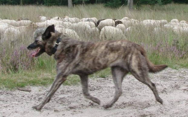 GAIT AND MOVEMENT The Dutch Shepherd Dog is a trotter with free,