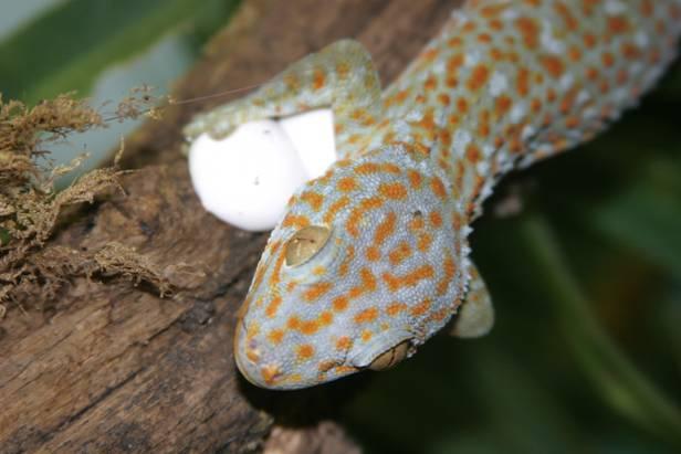 Gecko A tokay gecko (a lizard) is looking