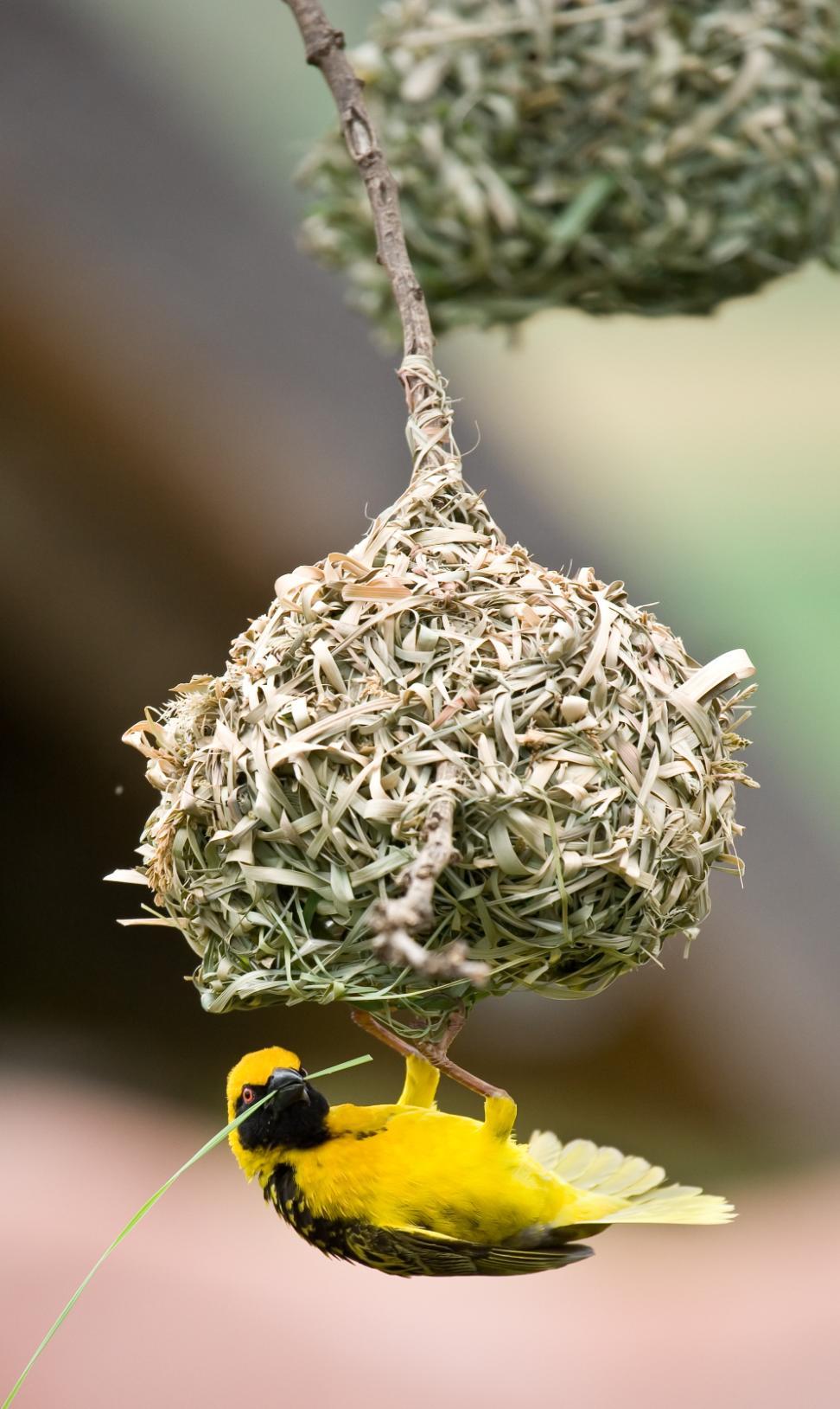 Appendix 1 Weaver bird nests Yes these clever little birds weave strips of leaves and grass into a round ball that is their nest!