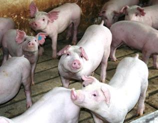 I. Procedure Summary and Goal Describes procedures for the safe and humane restraint of swine for routine handling and treatments. Considerations a.