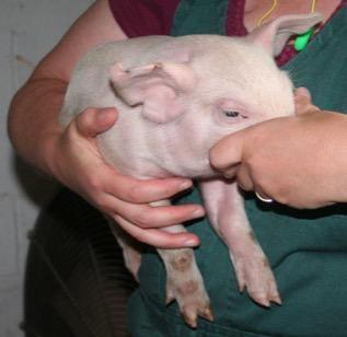 Holding small pigs (under 15 to 20 kg) a.