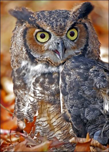 Fig. 1 - A Great Horned Owl, one of The most common owls in the US. http://animal.discovery.com/guides/ wild-birds/d-h/great-horned-owl.html However, owls are unique in how they digest their food.