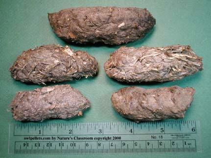 very hard it is best to make them the day before they will be used; otherwise the pellet may be too hard to dissect. The bones were made with a homemade clay similar to this recipe: http:// www.