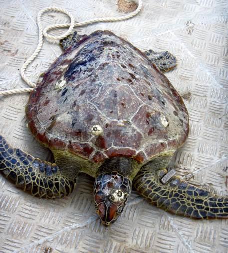 Using data from other coastal study sites, we will also be able to develop a toxicology baseline for green turtles.