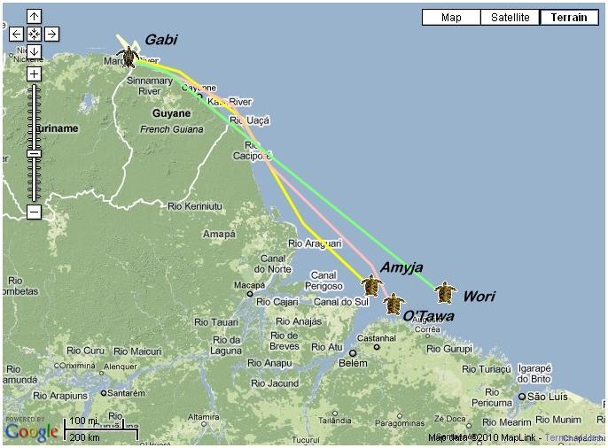 Tracking results 2010 Leatherback 3 green turtles Observations: Observations: The leatherback turtle, Dermochelys coriacea, or Gabi, migrated furthest north, approximately 80 km from the nesting