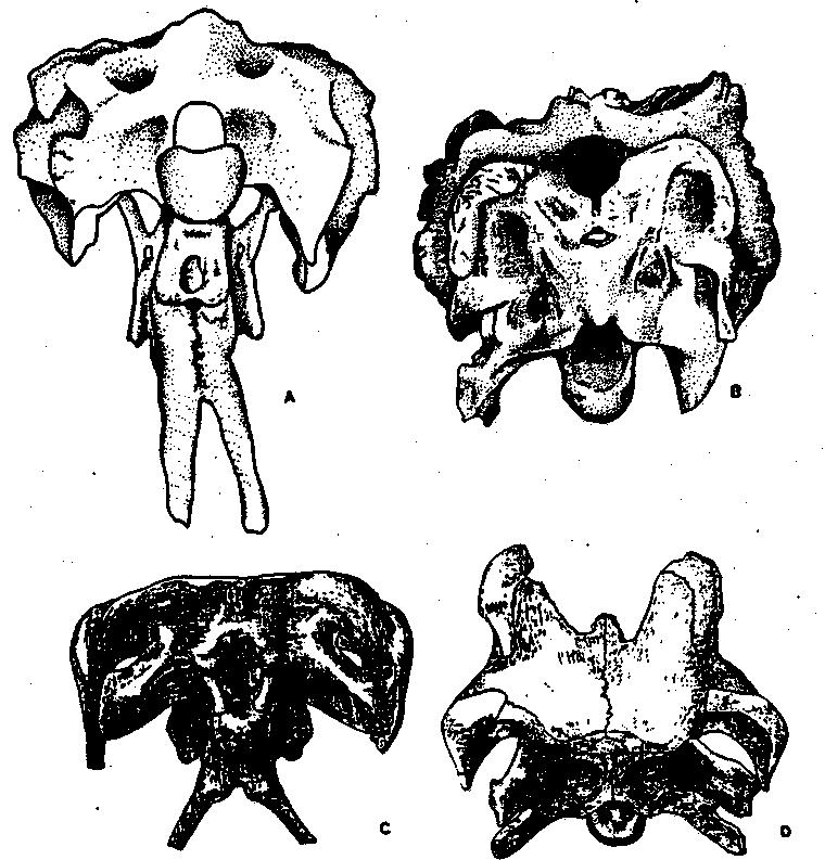 p. 336 Figure 3. A, B. Crania of Amargasaurus cazaui in posterior and dorsal views. abrev.: FP, parietal foramen; FPP, postparietal foramen. C,. D.