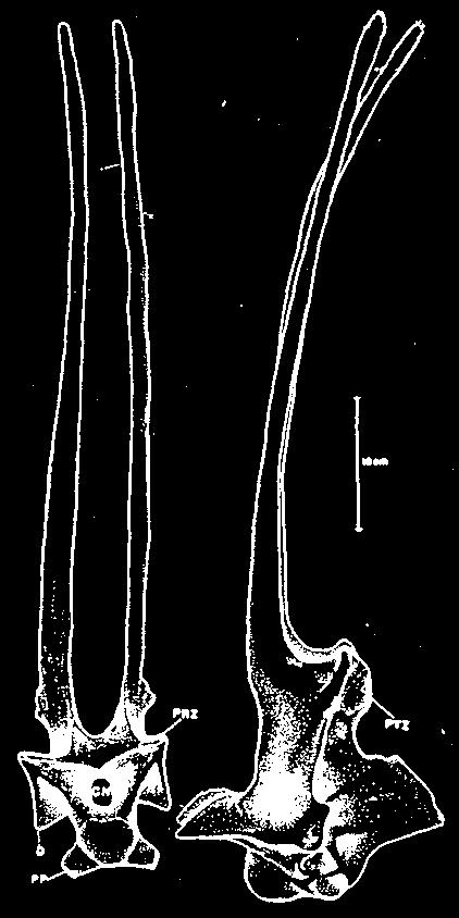 p. 338 postparietal fenestrae, the extreme elongation of the basipterygoid processes, and the presence of a supraoccipital crest of the Dicraeosauridae are all nonexistent in the Diplodocidae.