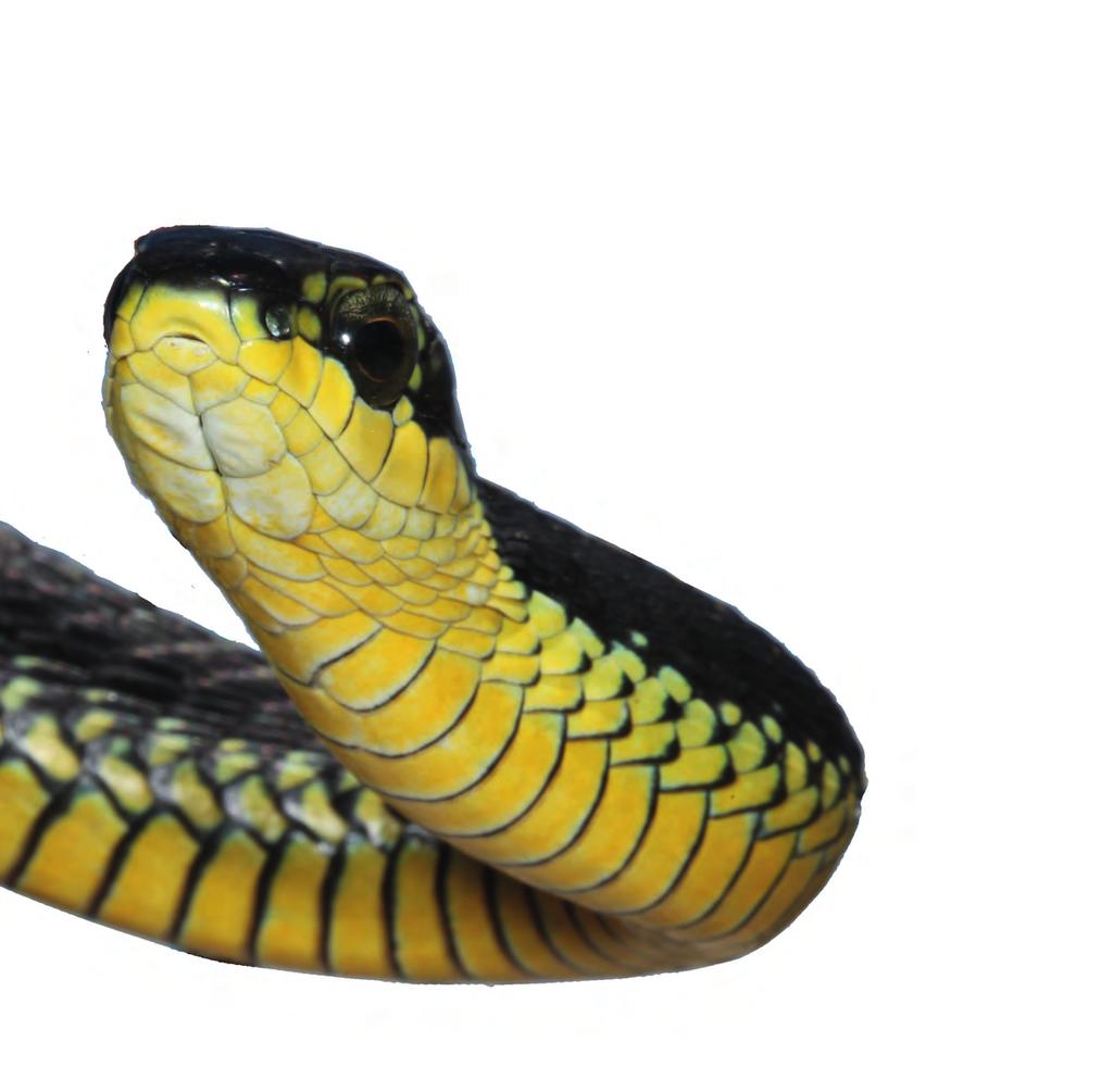 THE PROGRAM Site visits vary from five to fourteen days depending on the requirements of the client. SNAKES Venomous snakes are needed for the snake handling segment of the course.