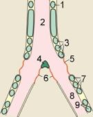 tracheal rings 5 and 6 membrane 4