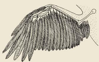 Feathers 2nd Digit 4th Digit 3rd Digit Humerus Radius Ulna 19 Sternal keel Scapula Humerus Tendon Wing