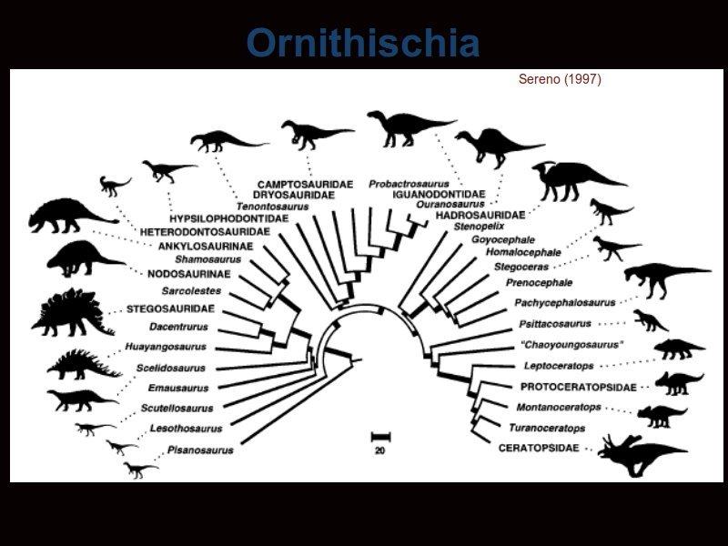 As I said, the ornithischians are the grouping with the armoured herbivores. We will look at the stegosaurs, ankylosaurs, hadrosaurs and ceratopsians.