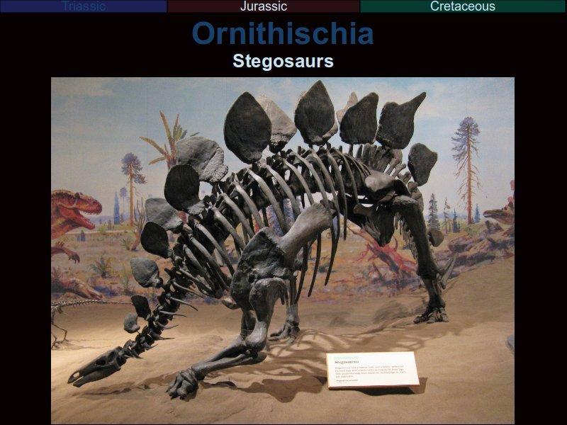 Stegosaurs are immedaitely recognisable from the plates on their backs. These are not extensions of the vertebrae; they're not even made of bone.