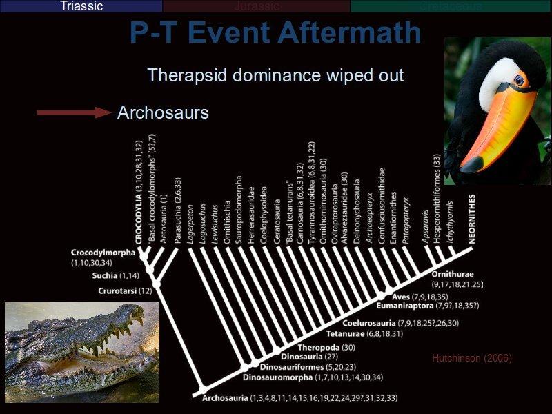 As we saw in the last talk, the Late Permian saw the radiation of the diverse therapsids, but they were unlucky in that the P-T Event was undrway and killed them off in their infancy.