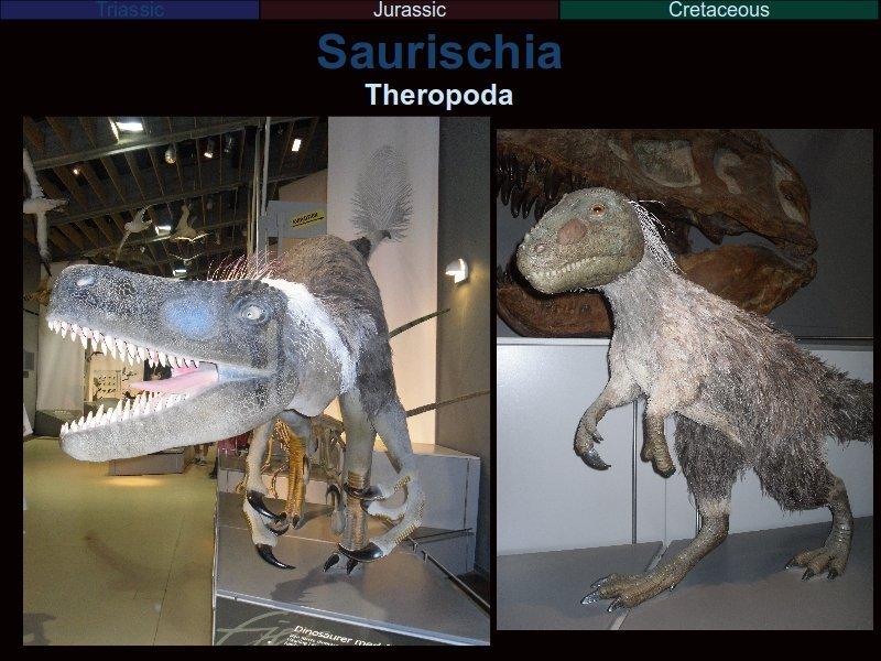 As for what ate the sauropods, those were their phylogenetic relatives, the theropods. They came in all sizes, but all were carnivorous, had small forelimbs and were bipedal.