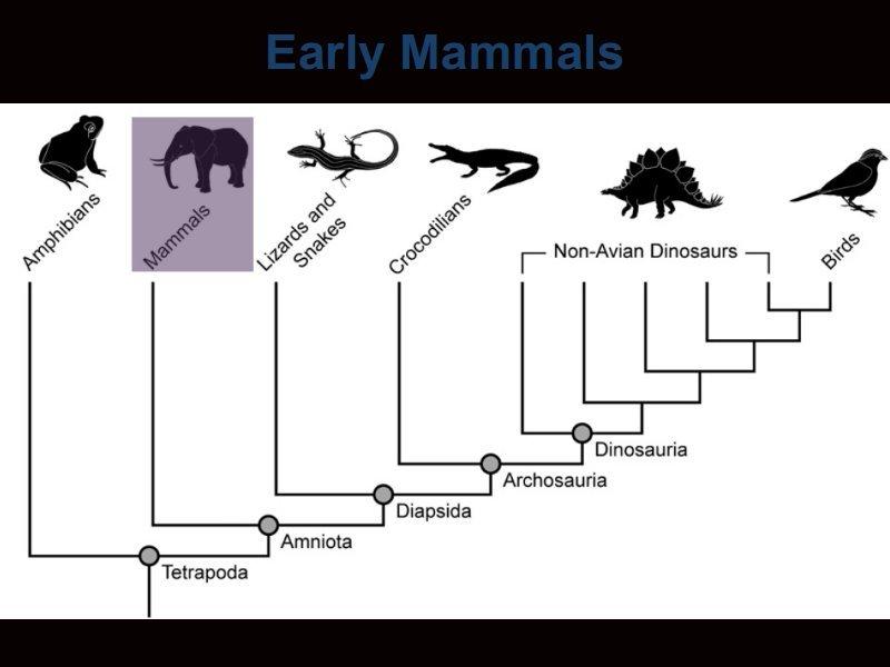 The other great group of amniotes is the mammals. They first evolved from the cynodonts in the Late Triassic.