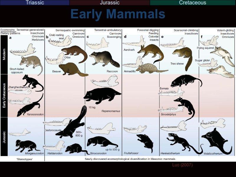 If there is one way to annoy a vertebrate palaeontologist, it is to tell him that early mammals were all small, rat-like organisms.