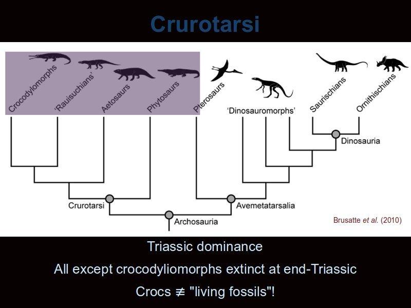 In the Triassic, the dominant archosaurian group was the Crurotarsi, of which there were four groups, see the purple box above. Of these, only the crocodylomorphs survived the Triassic extinction.