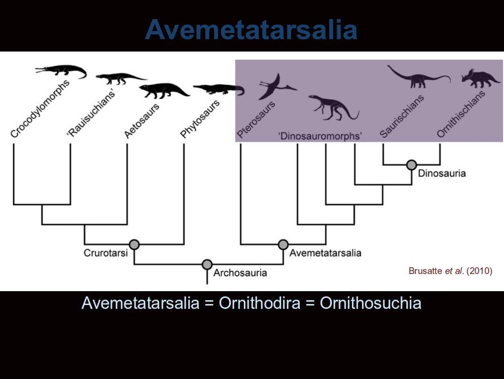 The other group of Triassic archosaurians is the Avemetatarsalia, also variably called the