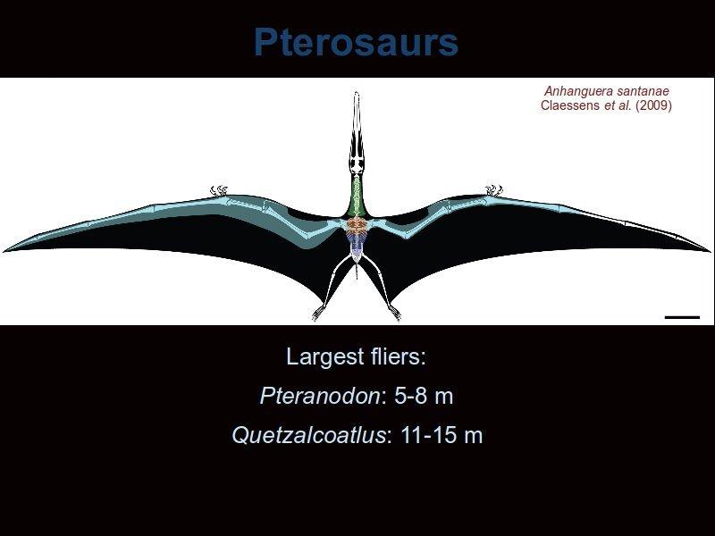 The pterosaurs were the first flying vertebrates, as well as the largest ever. Their main flight adaptation is their elongated fourth finger which supported the flight membrane.