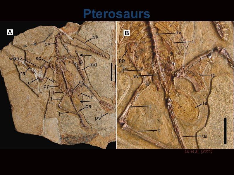 As another side note and to highlight some recent research, pterosaurs layed eggs. Their level of parental care was similar to today's crocodiles, not the birds.