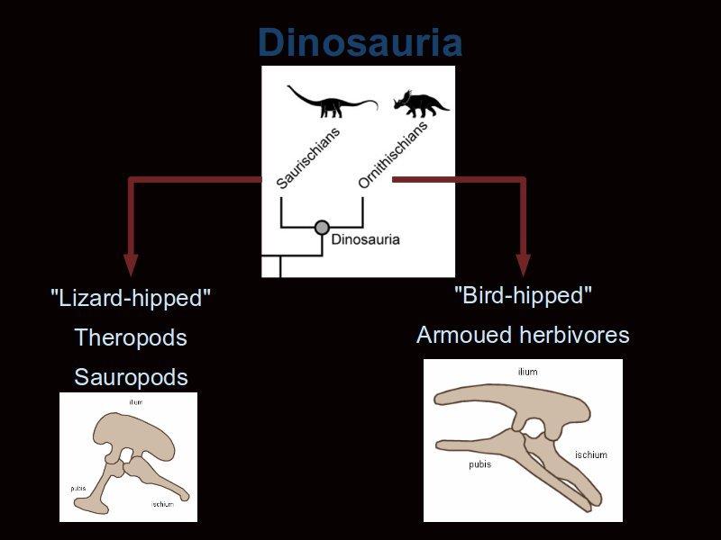 The dinosaurs sensu stricto (not counting "dinosauromorphs") are split into two groups, the Saurischia and the Ornithischia.