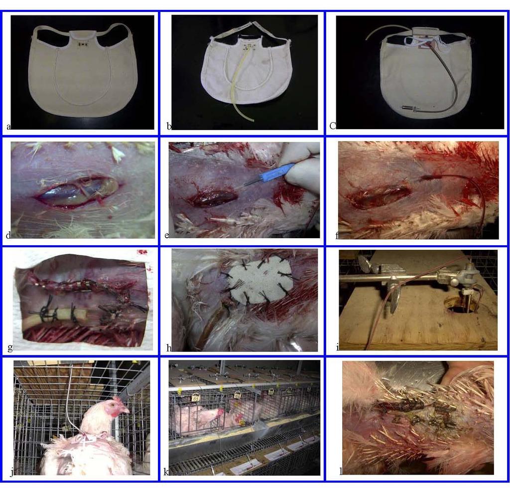 Figure 2.1: Cannulation in laying broiler breeder hens. a. Training saddle. b. Cannulation saddle. c. Cannulation saddle connected to a spring and tether. d. A visible right jugular vein. e.